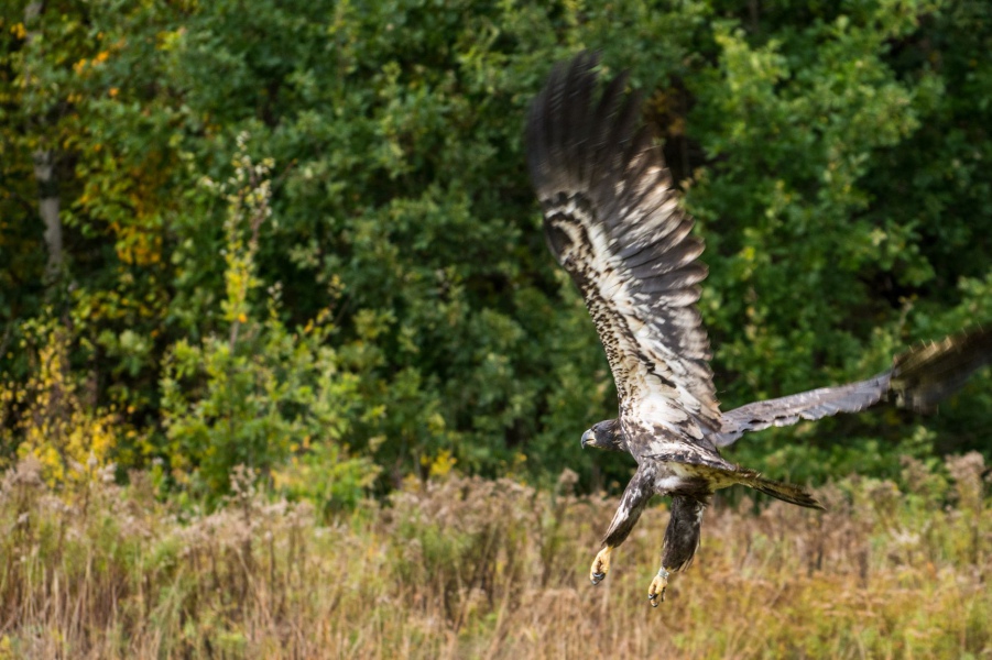 One of two juvenile eagles released on October 13. Photo: Jordi Segers