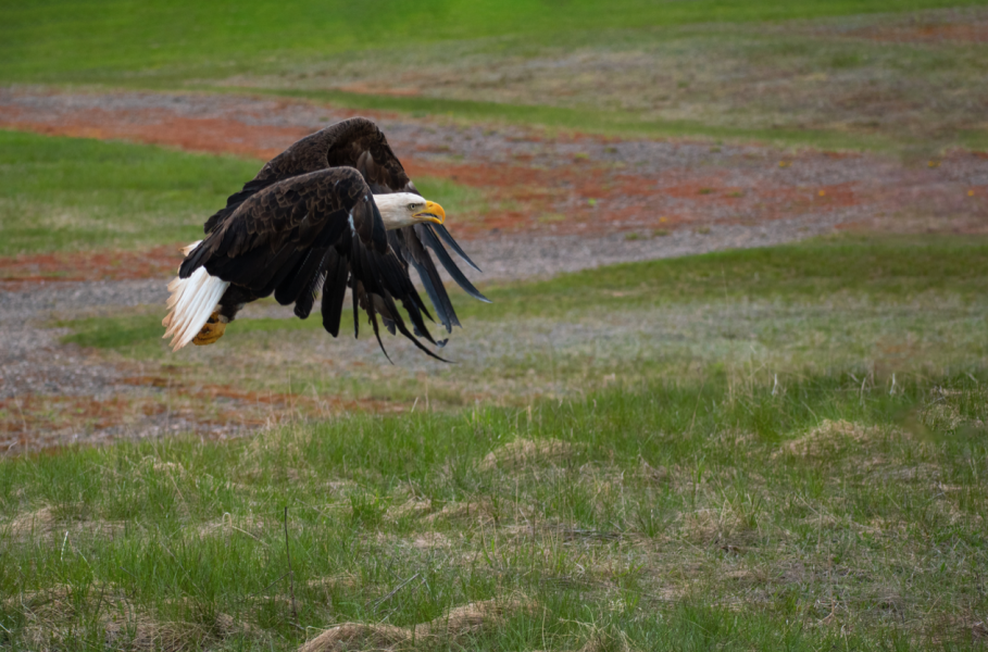 An eagle flies away