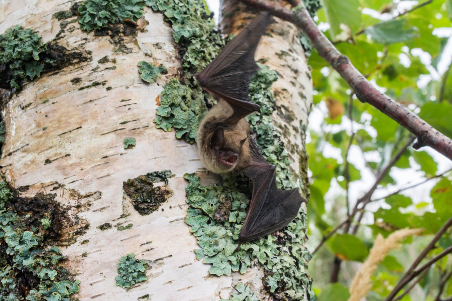 A little brown myotis. Photo: Jordi Segers