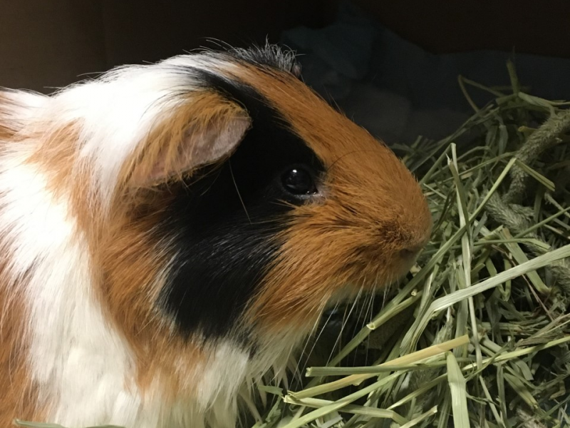 Waffles the guinea pig