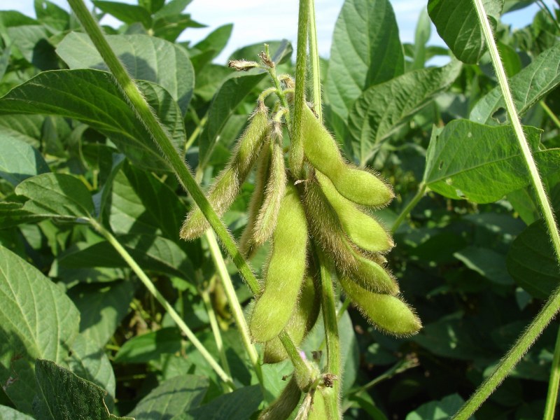 Soybeans in the field