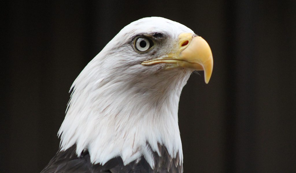 Buddy the Eagle in his new home