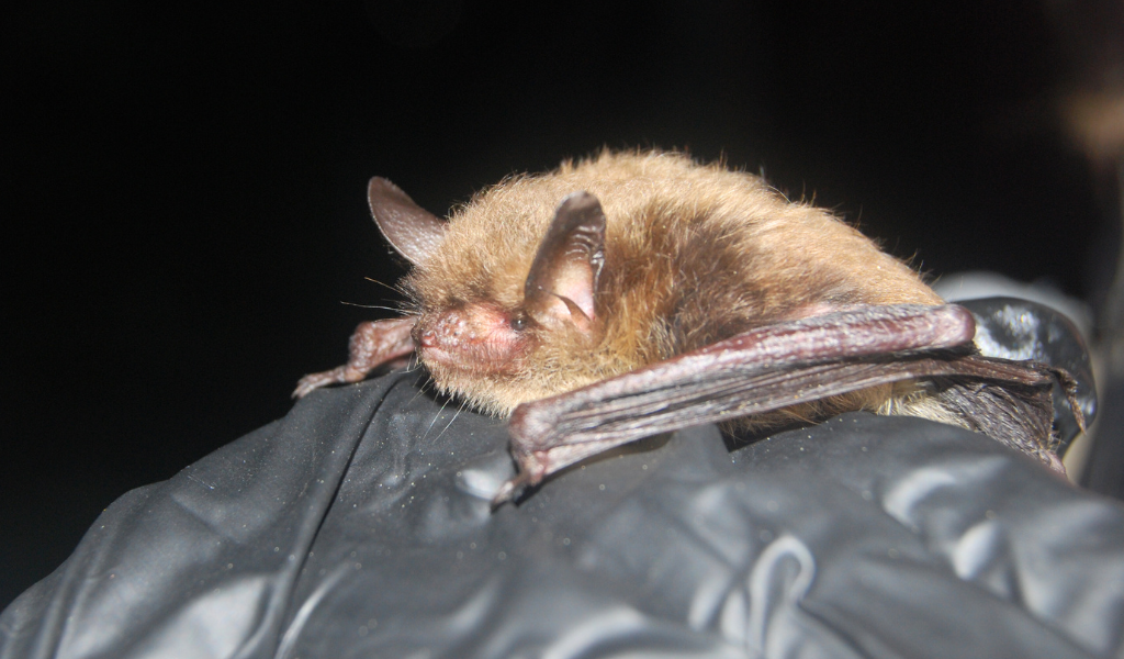 Northern Myotis Bat