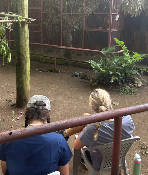 Students observe a spider monkey for an enrichment project during the Loop Abroad’s Costa Rica Pre-Vet Wildlife Medicine program.