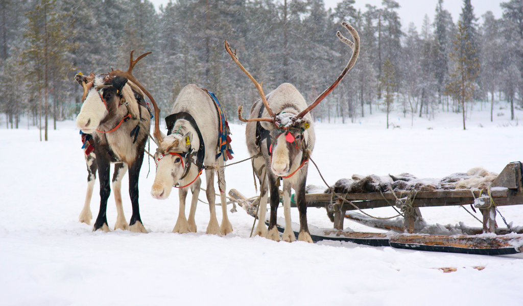 Santa’s reindeer cleared to fly by AVC veterinarians