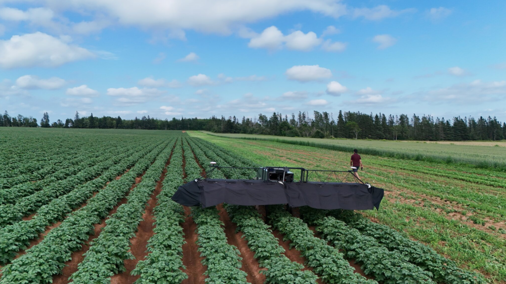 The AgriScout robot, developed at UPEI, uses artificial intelligence technology to detect viruses in PEI potato fields. The AgriScout robot, developed at UPEI, uses artificial intelligence technology to detect viruses in PEI potato fields.