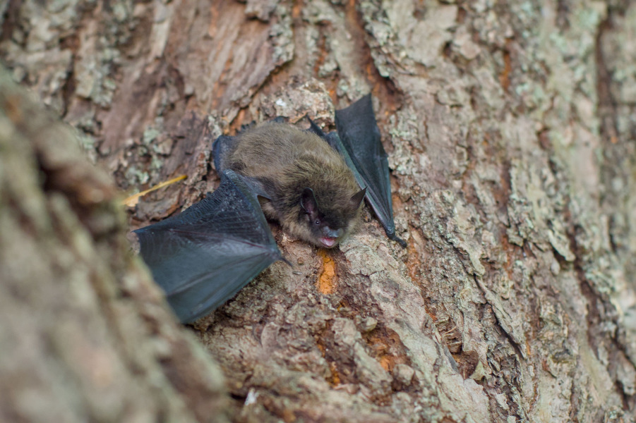 Little Brown Myotis on a tree