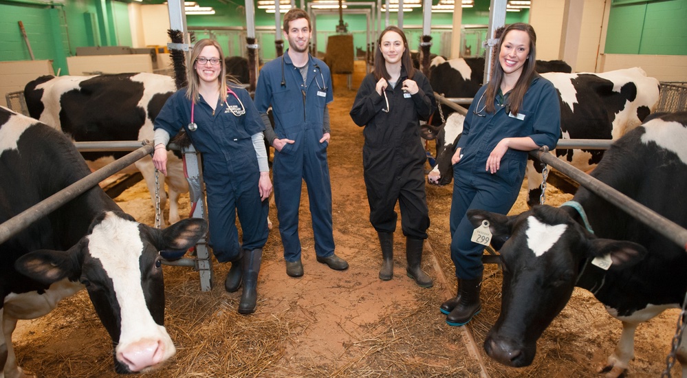 four veterinarian students in a barn with cattle