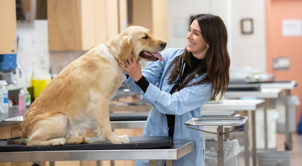 a veterinarian student examining a large dog