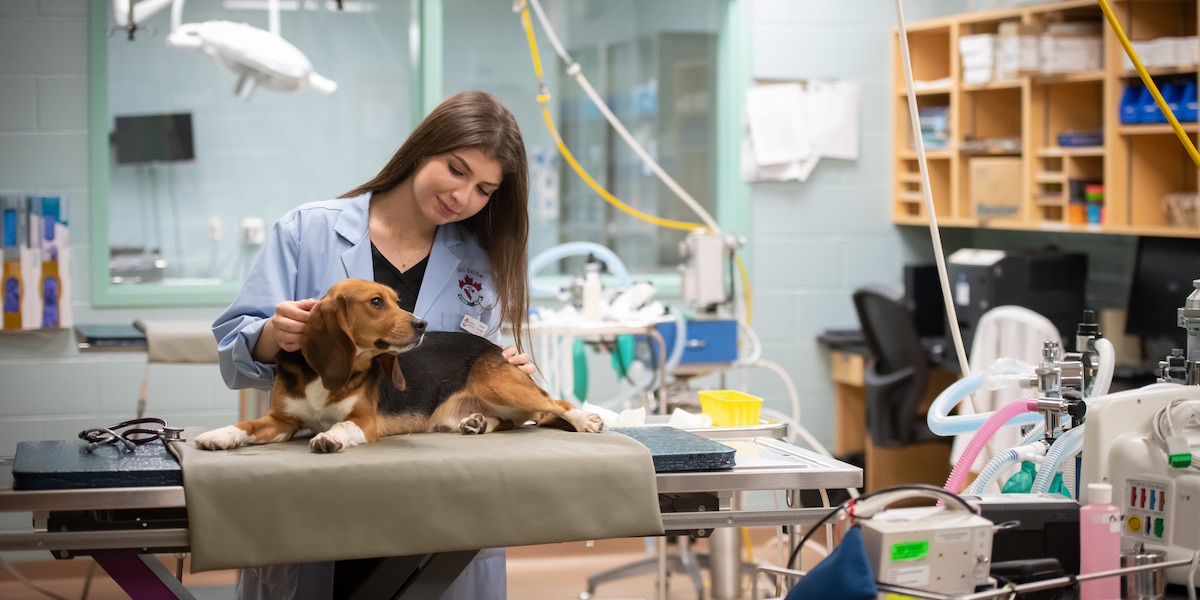 upei doctor of veterinary medicine student farnaz farnaghi in an operating room