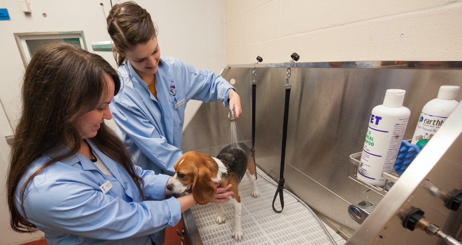 two students bathing a beagle