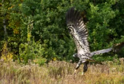 One of two juvenile eagles released on October 13. Photo: Jordi Segers