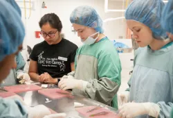 Gowned and gloved like surgeons, AVC Vet Camp participants learn how to suture.