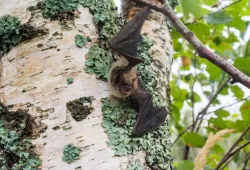 A little brown myotis. Photo: Jordi Segers