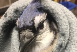 File photo of an injured blue jay that was brought into AVC Wildlife Service.