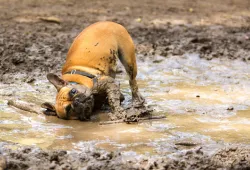 Leptospirosis can be transmitted through urine-contaminated water, such as stagnant or slow-moving water (e.g., puddles or ponds), that are frequented by wildlife.