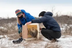 Fiep de Bie (left) releases an owl after treatment and rehabilitation at the AVC Wildlife Service. 