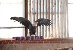 Bald eagle 450 in the Atlantic Veterinary College's flight cage. 