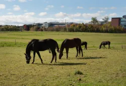 Atlantic Veterinary College's horses in pasture. 