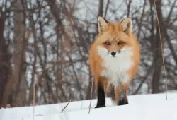 A red fox