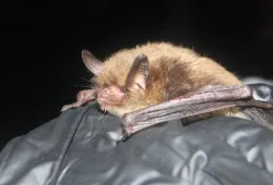 Northern Myotis Bat