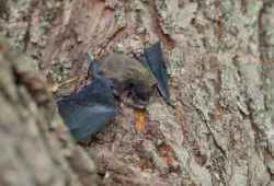 Little Brown Myotis on a tree