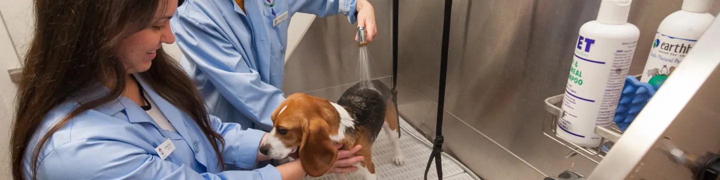 two veterinary students washing a beagle