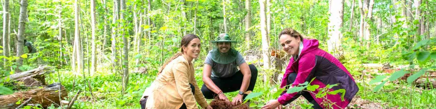 three students planting trees in the forest