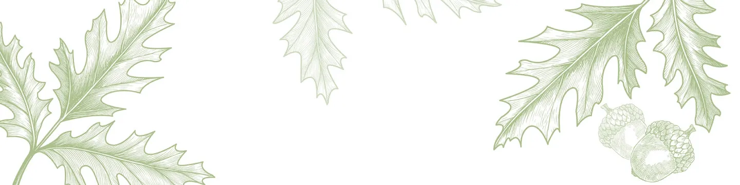 illustrated oak leaves on a white background