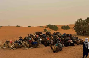 a group of camels in a desert